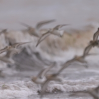 Piaskowiec - Calidris alba - Sanderling