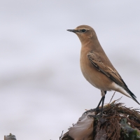 Białorzytka - Oenanthe oenanthe - Northern Wheatear