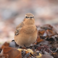 Białorzytka - Oenanthe oenanthe - Northern Wheatear