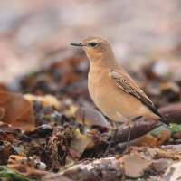 Białorzytka - Oenanthe oenanthe - Northern Wheatear
