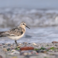 Piaskowiec - Calidris alba - Sanderling