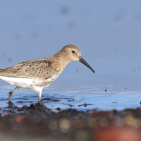 Biegus zmienny - Calidris alpina - Dunlin