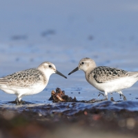Piaskowiec - Calidris alba - Sanderling