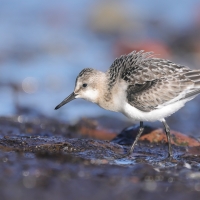 Piaskowiec - Calidris alba - Sanderling
