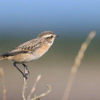Pokląskwa - Saxicola rubetra - Whinchat