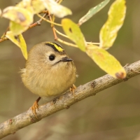 Mysikrólik - Regulus regulus - Goldcrest