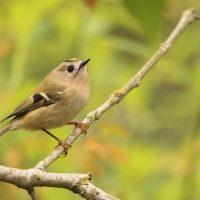 Mysikrólik - Regulus regulus Goldcrest