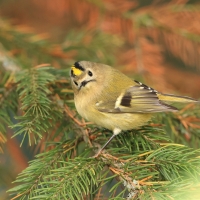Mysikrólik - Regulus regulus - Goldcrest