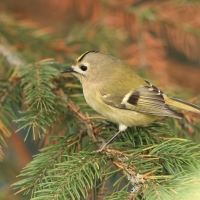 Mysikrólik - Regulus regulus - Goldcrest