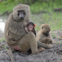 Pawian masajski - Papio cynocephalus - Yellow baboon