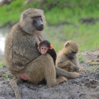 Pawian masajski - Papio cynocephalus - Yellow baboon