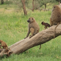 Pawian masajski - Papio cynocephalus - Yellow baboon