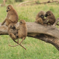 Pawian masajski - Papio cynocephalus - Yellow baboon