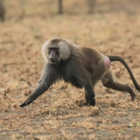 Pawian płaszczowy - Sacred baboon - Papio hamadryas