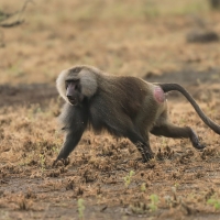 Pawian płaszczowy - Sacred baboon - Papio hamadryas