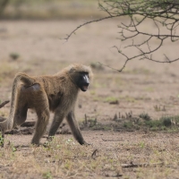 Pawian płaszczowy - Sacred baboon - Papio hamadryas