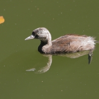 Perkoz białoskrzydły -Tachybaptus dominicus - Least Grebe