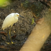 Czapla śnieżna - Egretta thula - Snowy Egret