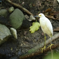 Czapla śnieżna - Egretta thula - Snowy Egret