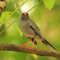 Drozd karaibski - Turdus plumbeus - Red-legged Thrush