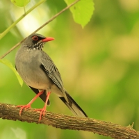 Drozd karaibski - Turdus plumbeus - Red-legged Thrush
