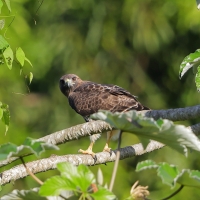 Myszołów rdzawosterny - Buteo jamaicensis - Red-tailed Hawk