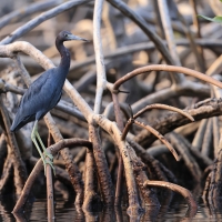 Czapla śniada - Egretta caerulea - Little Blue Heron