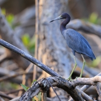 Czapla śniada - Egretta caerulea - Little Blue Heron