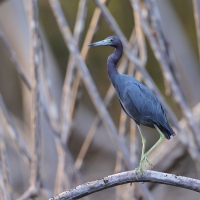 Czapla śniada - Egretta caerulea - Little Blue Heron