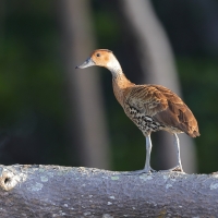 Drzewica karaibska - Dendrocygna arborea  - West Indian Whistling Duck