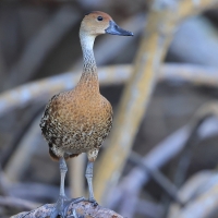 Drzewica karaibska - Dendrocygna arborea  - West Indian Whistling Duck