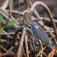 Czapla trójbarwna - Egretta tricolor - Tricolored Heron
