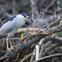 Ślepowron - Nycticorax nycticorax - Black-crowned Night-Heron