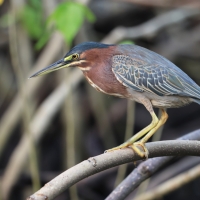 Czapla zielona - Butorides virescens - Green Heron