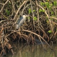 Ślepowron - Nycticorax nycticorax - Black-crowned Night-Heron