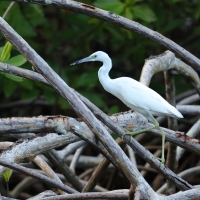 Czapla śniada - Egretta caerulea - Little Blue Heron