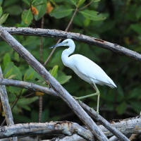 Czapla śniada - Egretta caerulea - Little Blue Heron