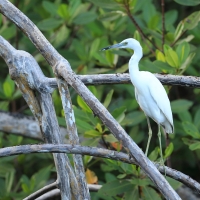 Czapla śniada - Egretta caerulea - Little Blue Heron