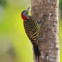 Dzięciur płowy - Melanerpes striatus - Hispaniolan Woodpecker