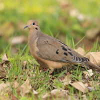 Gołębiak długosterny - Zenaida macroura - Mourning Dove