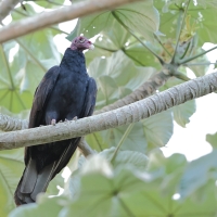 Sępnik różowogłowy - Cathartes aura - Turkey Vulture