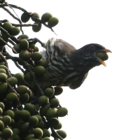 Palmowiec - Dulus dominicus - Palmchat