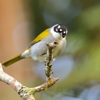 Hispaniolczyk czarnołbisty - Phaenicophilus palmarum - Black-crowned Palm-Tanager