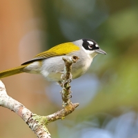 Hispaniolczyk czarnołbisty - Phaenicophilus palmarum - Black-crowned Palm-Tanager