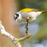 Hispaniolczyk czarnołbisty - Phaenicophilus palmarum - Black-crowned Palm-Tanager