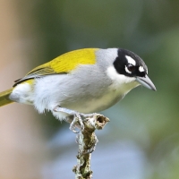 Hispaniolczyk czarnołbisty - Phaenicophilus palmarum - Black-crowned Palm-Tanager