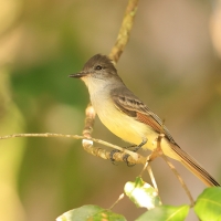 Muchołap pręgoskrzydły - Myiarchus stolidus - Stolid Flycatcher