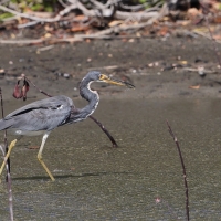 Czapla trójbarwna - Egretta tricolor - Tricolored Heron