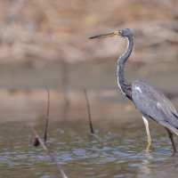 Czapla trójbarwna - Egretta tricolor - Tricolored Heron