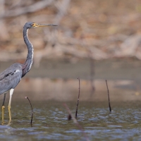 Czapla trójbarwna - Egretta tricolor - Tricolored Heron